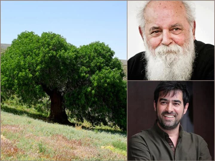 تاریخنگاران خاموش ایران؛ روایت ۲۰ سال عشق به درختانی که حرف میزنند