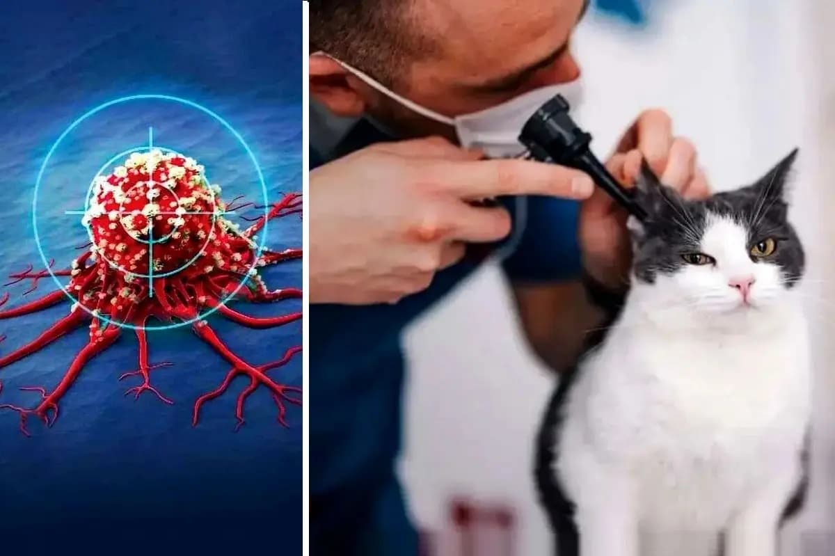 گربه ها کلید درمان سرطان در انسان