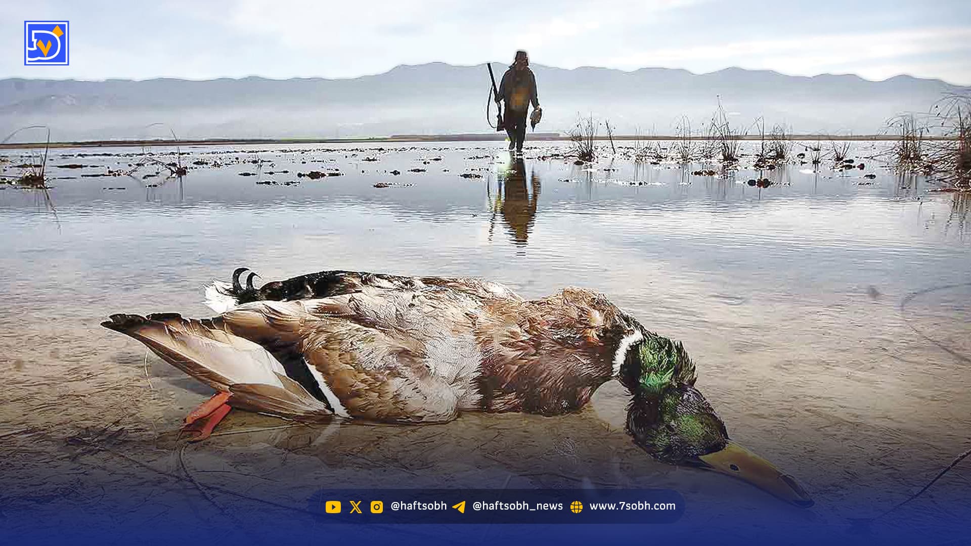 فصل جدال پرندگان با دامهای هوایی