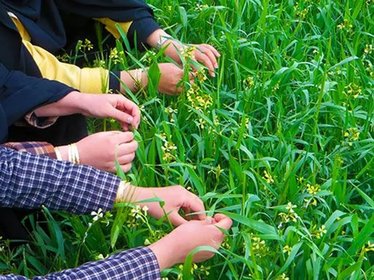 راز گره زدن سبزه در سیزده بدر از گذشته تا امروز