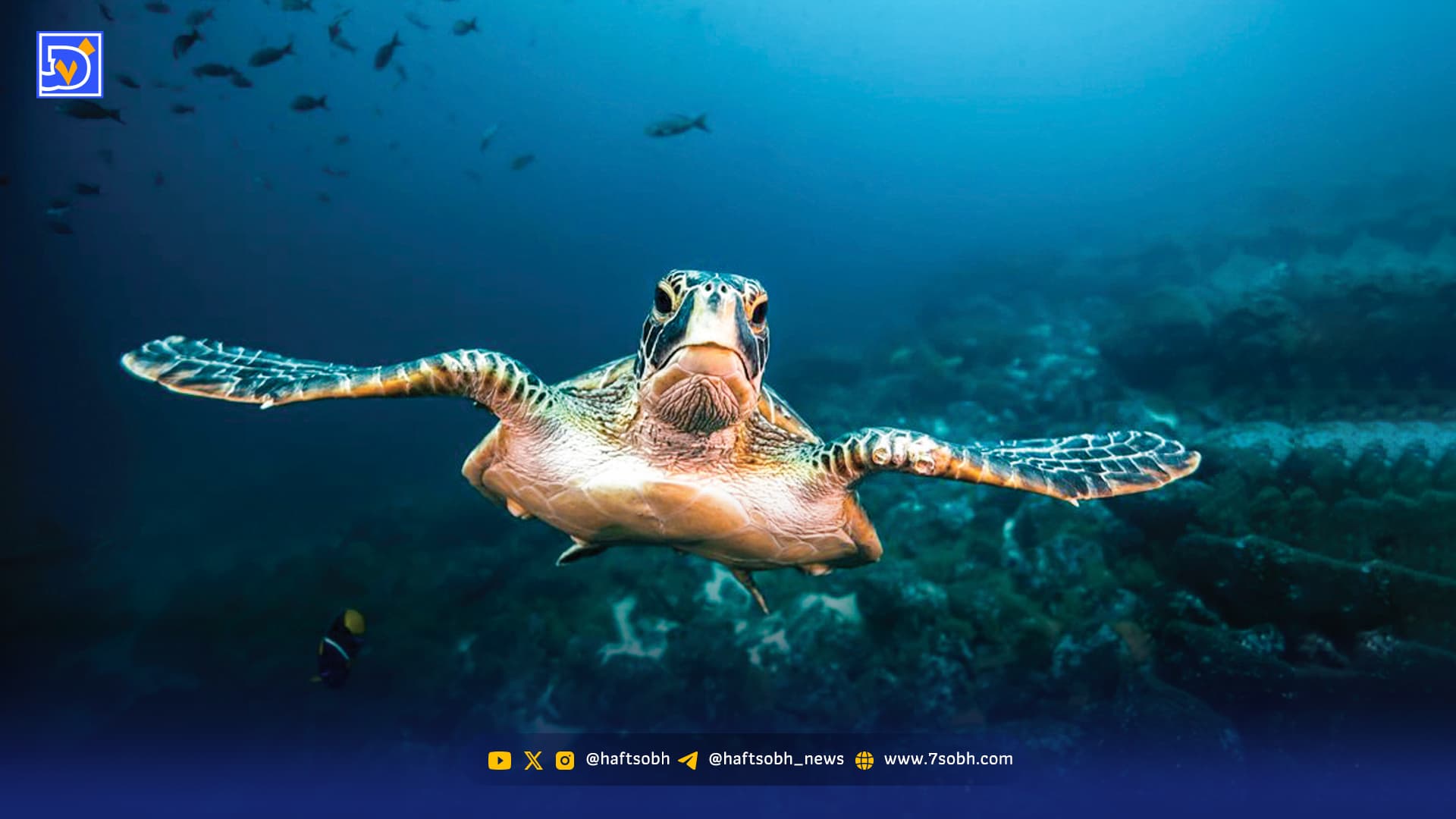 ایران از حفاظت اقیانوس جا ماند