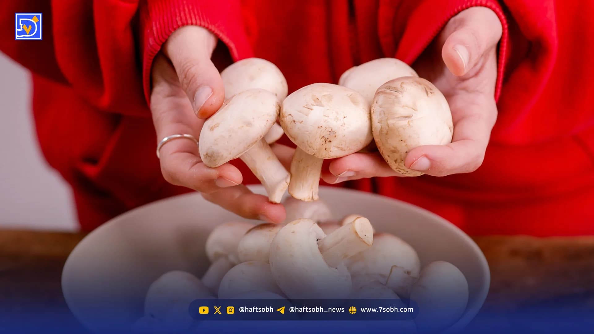 قارچخورها بخوانند؛ فواید شگفتانگیز قارچ برای سلامتی