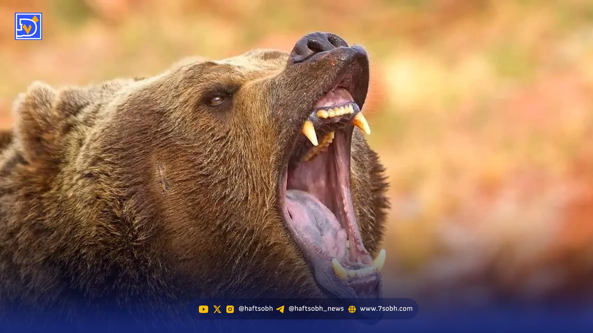 کشف یک خرس ۳۵۰۰ ساله سالم در دل یخهای سیبری