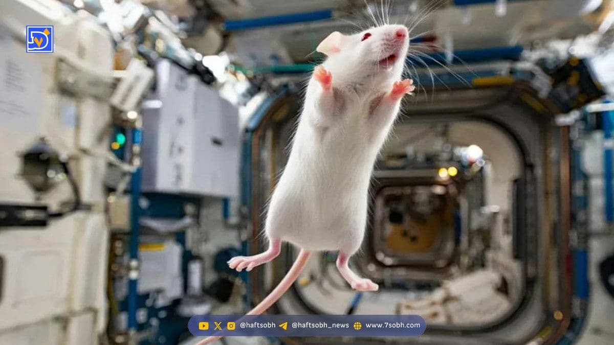 موش فضانورد چین به سلامت به خانه بازگشت و تشکیل خانواده داد