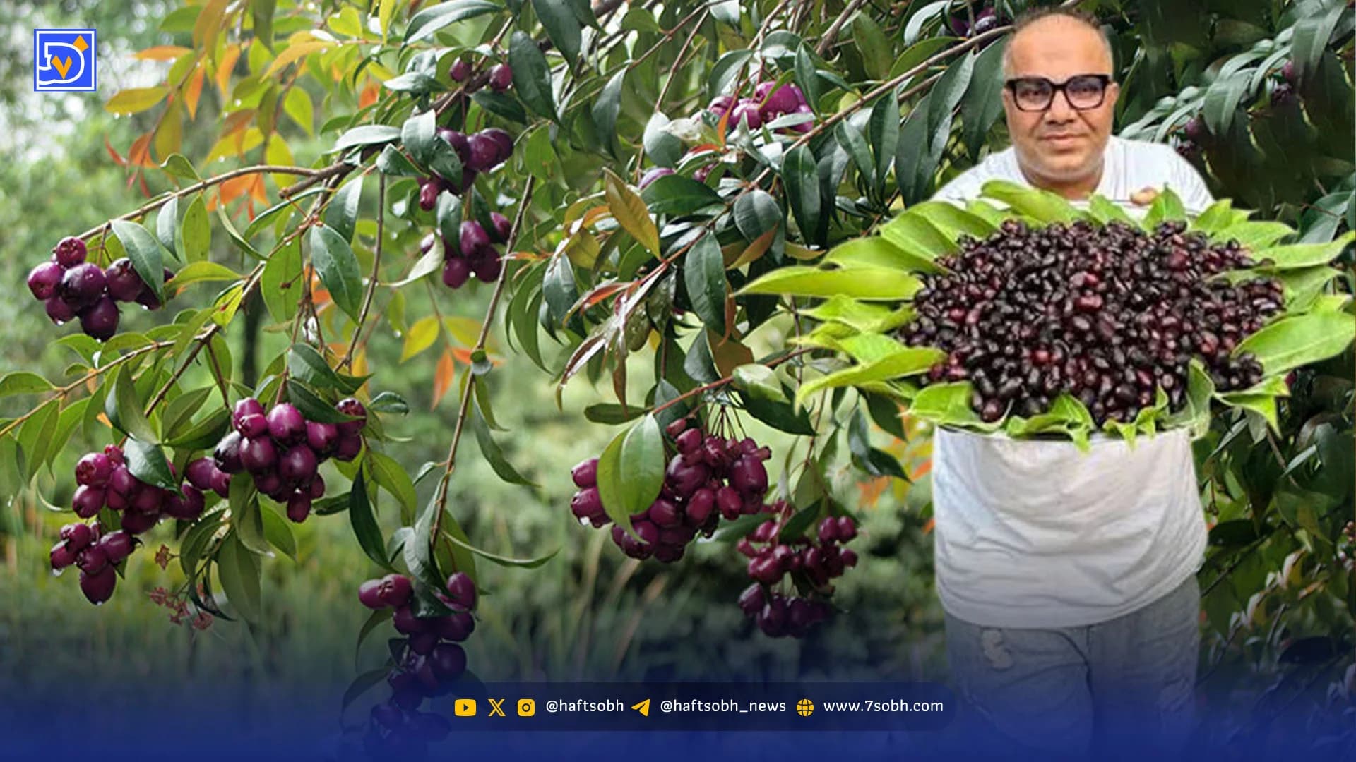 درآمد میلیارد تومانی جم؛ میوه بنفش جنوب برای کشاورزان 