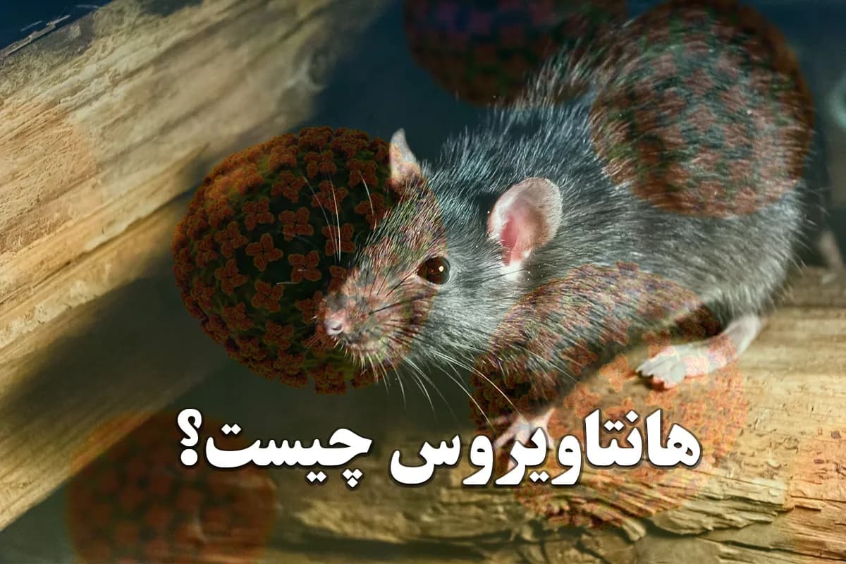 هانتاویروس چیست و چگونه منتقل میشود؟ / علائم اولیه ویروس مرگبار